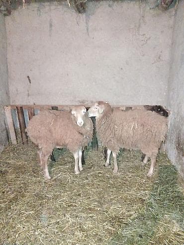 2 eded disi Beyləqan quzular di esil damazlig hryvanlardi zeng lalafo.az -da 2 eded disi Beyləqan quzular di esil damazlig hryvanlardi zeng