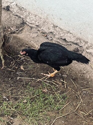 Heyratı fərə satılır kömür qaradı sosyet cinsidi dəyərindən çox aşağı lalafo.az -da Heyratı fərə satılır kömür qaradı sosyet cinsidi dəyərindən çox aşağı