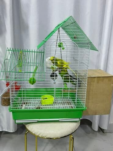 Qəfəsin içərsində 2 ədəd məhəbbət quşu və qəfəs hamısı bir yerdə 70 lalafo.az -da Qəfəsin içərsində 2 ədəd məhəbbət quşu və qəfəs hamısı bir yerdə 70