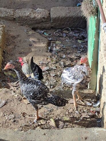 Toyuq, Damazlıq, Ünvandan götürmə lalafo.az -da Toyuq, Damazlıq, Ünvandan götürmə