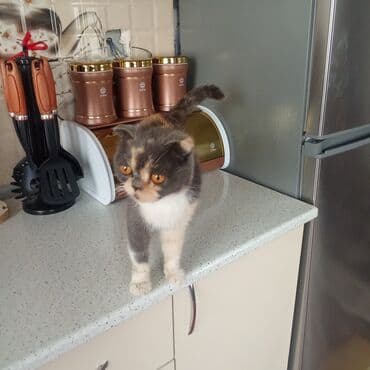 Britan yastı qulaq, Dişi lalafo.az -da Britan yastı qulaq, Dişi