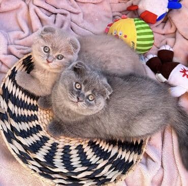 Şotland yastı qulaq, Erkək, Dişi, Ödənişli çatdırılma, Ünvandan götürmə lalafo.az -da Şotland yastı qulaq, Erkək, Dişi, Ödənişli çatdırılma, Ünvandan götürmə