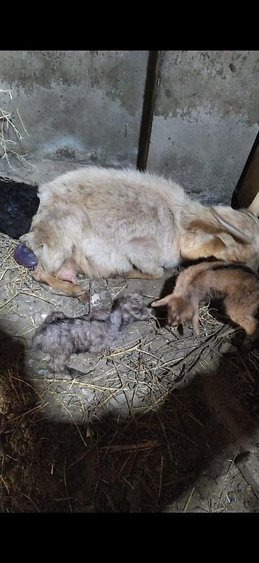 Salam keci ana 2 bala bugün doğub lalafo.az -da Salam keci ana 2 bala bugün doğub