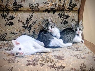 Van, Dişi, Yaxşı əllərə lalafo.az -da Van, Dişi, Yaxşı əllərə