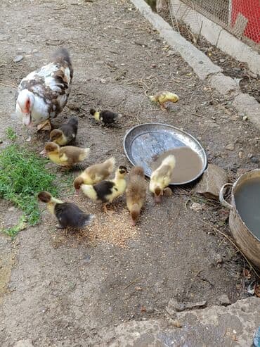 Dişi, | Lal ördək, Ətlik lalafo.az -da Dişi, | Lal ördək, Ətlik