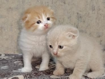 Şotland yastı qulaq lalafo.az -da — 1 Şotland yastı qulaq — 1