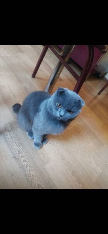 Şotland, Erkək, Yaxşı əllərə, Ünvandan götürmə lalafo.az -da Şotland, Erkək, Yaxşı əllərə, Ünvandan götürmə