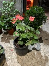 Удобрения: Qırmızı çiçəkləri olan saksı geranium (Pelargonium) - Parlaq qırmızı at lalafo.az — 7 Удобрения: Qırmızı çiçəkləri olan saksı geranium (Pelargonium) - Parlaq qırmızı — 7