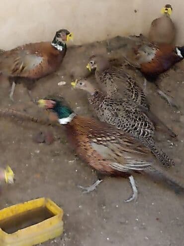 Qırqovullar qiymətinə ayına görə dəyişir lalafo.az -da Qırqovullar qiymətinə ayına görə dəyişir