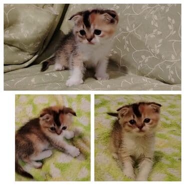 Şotland yastı qulaq, Dişi, Yaxşı əllərə, Ünvandan götürmə lalafo.az -da Şotland yastı qulaq, Dişi, Yaxşı əllərə, Ünvandan götürmə