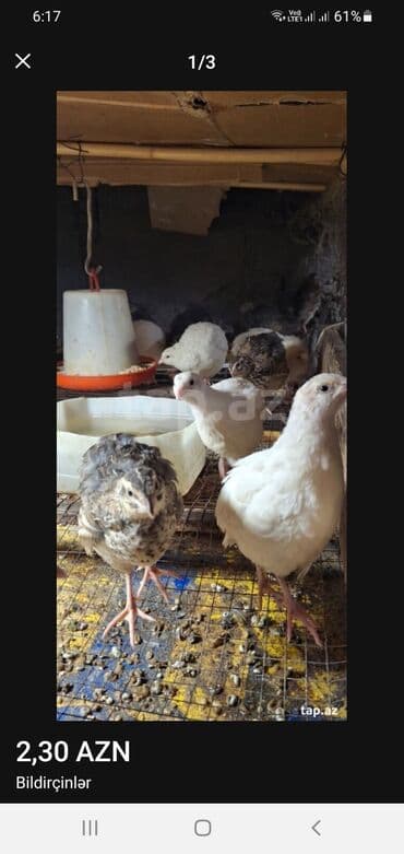 Bildirçin 8fərə 2 xoruz biri 3 azn lalafo.az -da Bildirçin 8fərə 2 xoruz biri 3 azn