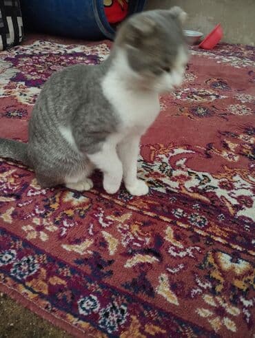 Şotland yastı qulaq, Dişi, Pulsuz çatdırılma lalafo.az -da Şotland yastı qulaq, Dişi, Pulsuz çatdırılma