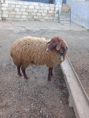 Damazlıq qala Erkey toğulu satılır 11 aylıq di real alıcıya endirim lalafo.az -da Damazlıq qala Erkey toğulu satılır 11 aylıq di real alıcıya endirim