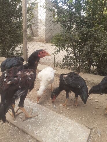 Toyuq, Damazlıq lalafo.az -da Toyuq, Damazlıq