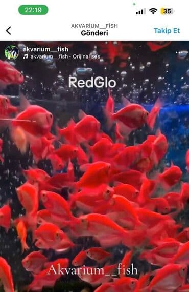 Akvarium__ fish: Glofish, Sülhsevər, Ünvandan götürmə, Pulsuz çatdırılma, Ödənişli çatdırılma lalafo.az -da Akvarium__ fish: Glofish, Sülhsevər, Ünvandan götürmə, Pulsuz çatdırılma, Ödənişli çatdırılma