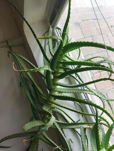Aloe gülü.20 illikdir.Çox sağlam təbii yolla böyüdülüb.Çooxx dərdlərin lalafo.az -da Aloe gülü.20 illikdir.Çox sağlam təbii yolla böyüdülüb.Çooxx dərdlərin