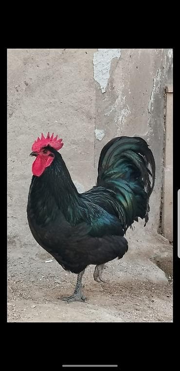 Salam tecili satilir 1 yaw allman xoruzu lalafo.az -da Salam tecili satilir 1 yaw allman xoruzu