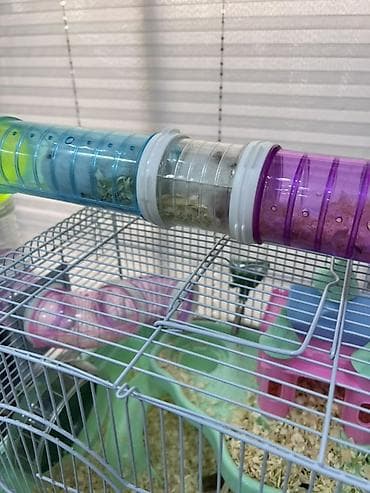 Hamster üçün tam dəst qəfəs və aksesuarlar - Material: metal lalafo.az -da Hamster üçün tam dəst qəfəs və aksesuarlar - Material: metal