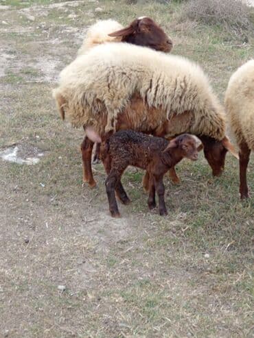 2 gundu dogub diwidi cavan heyvandi.mawtagada yerlewir isteyen elaqe lalafo.az -da — 4 2 gundu dogub diwidi cavan heyvandi.mawtagada yerlewir isteyen elaqe — 4