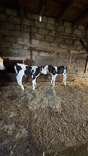 Simmental buzovlar satılır.İkisi də dişidir. Ekiz buzovlardır.Anaları lalafo.az -da Simmental buzovlar satılır.İkisi də dişidir. Ekiz buzovlardır.Anaları