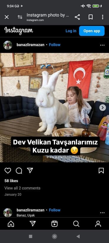 Satılır velekan l 0518347622 lalafo.az -da Satılır velekan l 0518347622