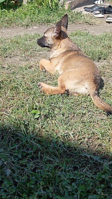 Balaca ölçülü it – qısa tüklü, qulaqları dik, qəhvəyi rəng palitrası lalafo.az -da Balaca ölçülü it – qısa tüklü, qulaqları dik, qəhvəyi rəng palitrası