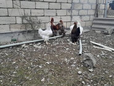 Bramalar satılır 3aylıqdılar.Bir ədəd qold xoruz-2qold fərə.bir ağ lalafo.az -da Bramalar satılır 3aylıqdılar.Bir ədəd qold xoruz-2qold fərə.bir ağ