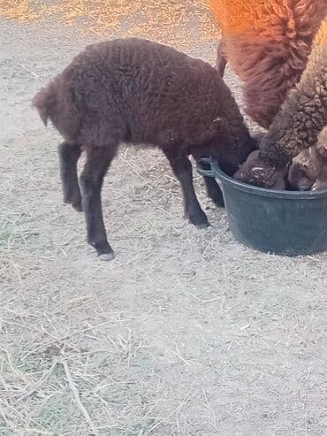 Qaradonuz-qəhvəyi quzu və ana qoyun - Cins: yerli yağlı quyruq tipli lalafo.az -da Qaradonuz-qəhvəyi quzu və ana qoyun - Cins: yerli yağlı quyruq tipli