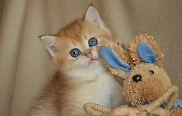 Qızıl şinşilla, Erkək, Ünvandan götürmə lalafo.az -da Qızıl şinşilla, Erkək, Ünvandan götürmə