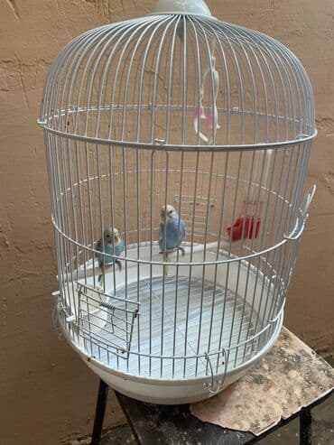 2 eded valnist qefes ile birlikde satilir . Qiymet 27 manat. Unvan lalafo.az -da 2 eded valnist qefes ile birlikde satilir . Qiymet 27 manat. Unvan