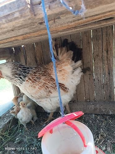 Toyuq cücələri, Damazlıq, Ünvandan götürmə lalafo.az -da Toyuq cücələri, Damazlıq, Ünvandan götürmə