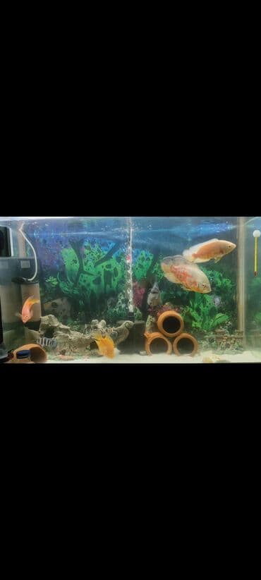 Akvaryum komplekti – bəzəkli və iri balıqlar üçün - Şüşə akvarium: ön lalafo.az -da Akvaryum komplekti – bəzəkli və iri balıqlar üçün - Şüşə akvarium: ön