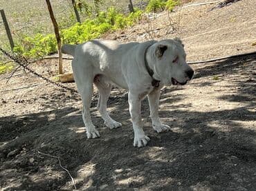 Alabay, 2 il, Erkek, Peyvəndli, Ünvandan götürmə lalafo.az -da Alabay, 2 il, Erkek, Peyvəndli, Ünvandan götürmə