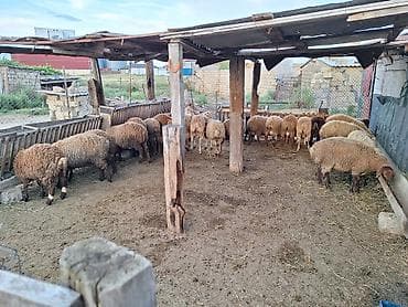 Qurbanlığ quzlar var hər çəkdə hər qiymədə qiymətlər 300 dən 400kimi lalafo.az -da Qurbanlığ quzlar var hər çəkdə hər qiymədə qiymətlər 300 dən 400kimi