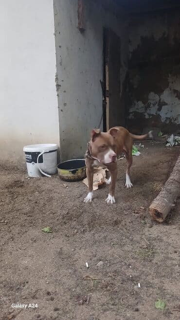 Pitbul, 1 il, Erkek, Peyvəndli lalafo.az -da Pitbul, 1 il, Erkek, Peyvəndli