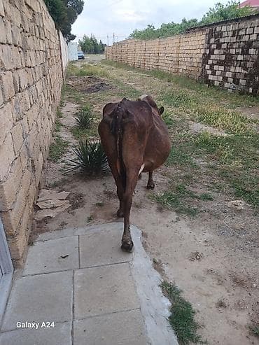 Balasiz inek satilir tecili su qiymetie tecili cekpot lalafo.az -da Balasiz inek satilir tecili su qiymetie tecili cekpot