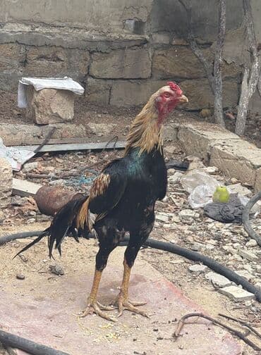 Xoruz, Heyratı, il: 1, Ünvandan götürmə lalafo.az -da Xoruz, Heyratı, il: 1, Ünvandan götürmə