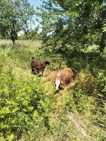 Məhsul: Keçi cütlüyü (ana və balası) Təsvir: - Şəkillərdə uzun tüklü lalafo.az -da Məhsul: Keçi cütlüyü (ana və balası) Təsvir: - Şəkillərdə uzun tüklü