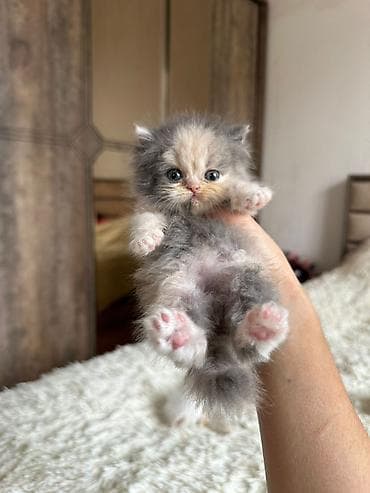 Fars lalafo.az -da Fars