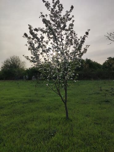 25 sot, Tikinti, Mülkiyyətçi, Kupça (Çıxarış) lalafo.az -da 25 sot, Tikinti, Mülkiyyətçi, Kupça (Çıxarış)