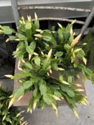 Удобрения: Sarı, çəhrayı və ağ dekabrist. Hər biri 12azn. Vatsapp mövcuddur! at lalafo.az — 3 Удобрения: Sarı, çəhrayı və ağ dekabrist. Hər biri 12azn. Vatsapp mövcuddur! — 3