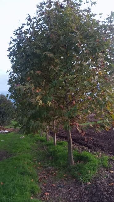 Məhsul:Xan Çinar Bəzək üçün ağaclar (şəhər və bağ-park yaşıllaşdırması lalafo.az -da Məhsul:Xan Çinar Bəzək üçün ağaclar (şəhər və bağ-park yaşıllaşdırması