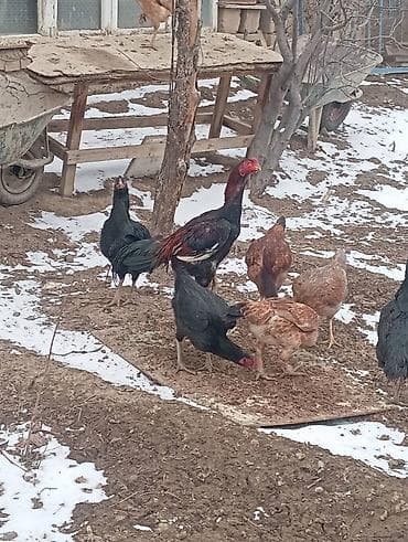 Digər kənd təsərrüfatı heyvanları lalafo.az -da Digər kənd təsərrüfatı heyvanları