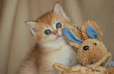 Qızıl şinşilla, Erkək, Ünvandan götürmə lalafo.az -da Qızıl şinşilla, Erkək, Ünvandan götürmə