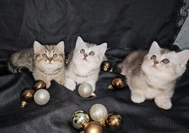 Chery: Шотландская, Самовывоз at lalafo.az — 1 Chery: Шотландская, Самовывоз — 1