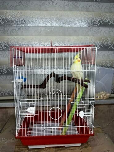 Сёдла: Korella quşu. 4 aylıqdır, ələ tam örgəşib, 2 söz bilir, Babacık və at lalafo.az — 1 Сёдла: Korella quşu. 4 aylıqdır, ələ tam örgəşib, 2 söz bilir, Babacık və — 1