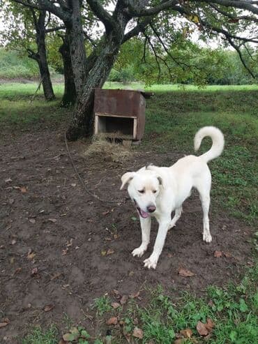 .Dagistan Coban itisi 1yawi teze olub erkekdi.iri. heyvandi.70kqdan lalafo.az -da .Dagistan Coban itisi 1yawi teze olub erkekdi.iri. heyvandi.70kqdan