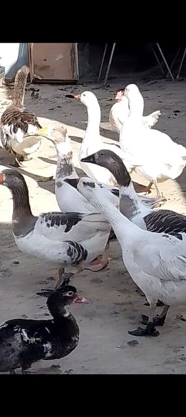 Yerli iri qazlar satilir 7 ededdir 2 erkey 5 dişi bu ilki qazlardir lalafo.az -da Yerli iri qazlar satilir 7 ededdir 2 erkey 5 dişi bu ilki qazlardir