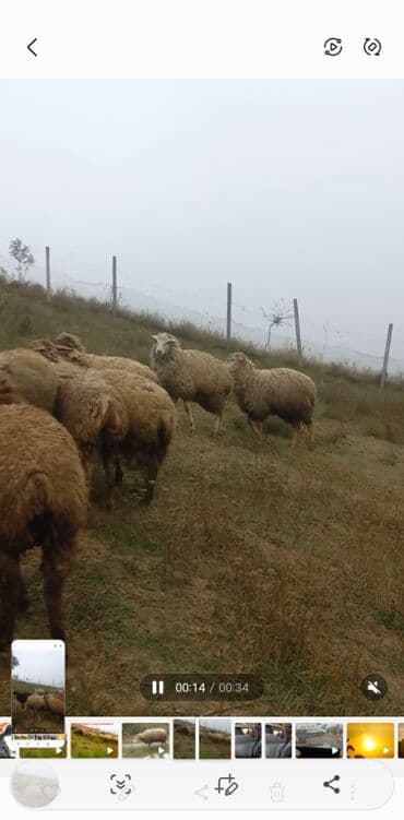 Dişi, il: 1, Damazlıq, Ünvandan götürmə lalafo.az -da Dişi, il: 1, Damazlıq, Ünvandan götürmə