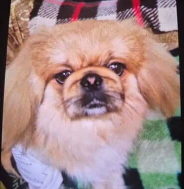 Pekines, Peyvəndli lalafo.az -da Pekines, Peyvəndli